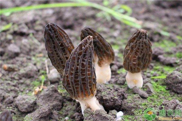 无公害羊肚菌种植培养技术（附菌类禁止使用药剂）-图片版权归惠农网所有