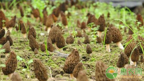 初学羊肚菌种植技术要点-图片版权归惠农网所有