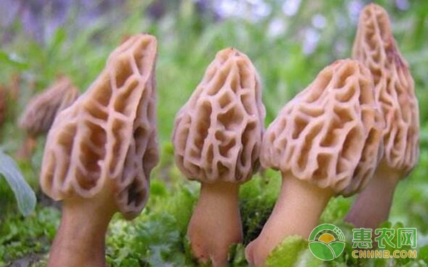 初学羊肚菌种植技术要点-图片版权归惠农网所有