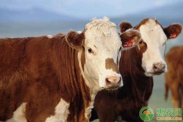 肉牛养殖有哪些常见疾病?肉牛常见疾病及其防治措施 肉牛养殖有哪些常见疾病?肉牛常见疾病及其防治措施-图片版权归惠农网所有