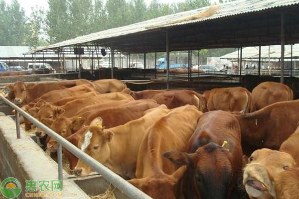 肉牛每年要做些什么疫病注射？-图片版权归惠农网所有