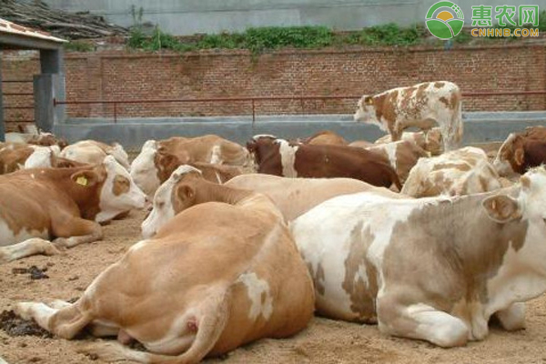 肉牛每年要做些什么疫病注射？-图片版权归惠农网所有