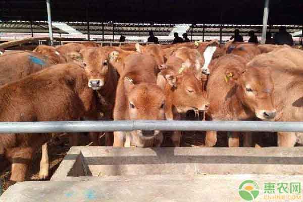 肉牛食欲差要如何解决?-图片版权归惠农网所有