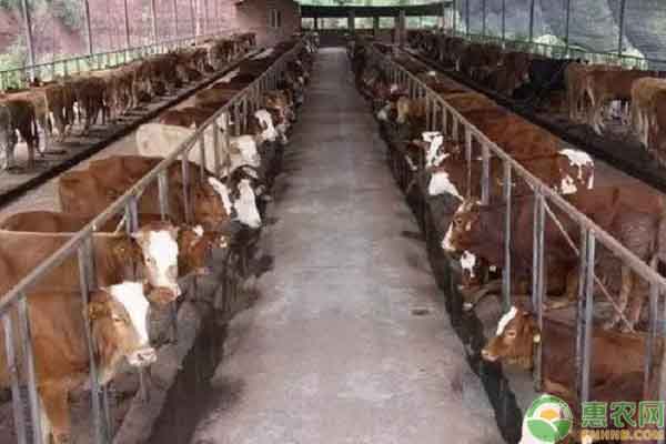 肉牛食欲差要如何解决?-图片版权归惠农网所有