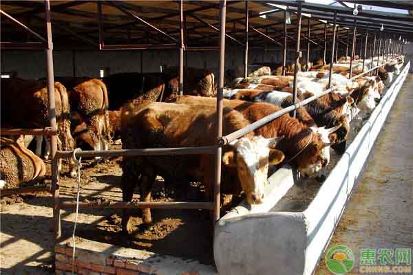 肉牛食欲差要如何解决?-图片版权归惠农网所有