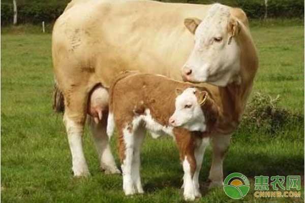 肉牛引进后如何做才能有效降低伤亡？-图片版权归惠农网所有