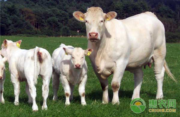 肉牛引进后如何做才能有效降低伤亡？-图片版权归惠农网所有