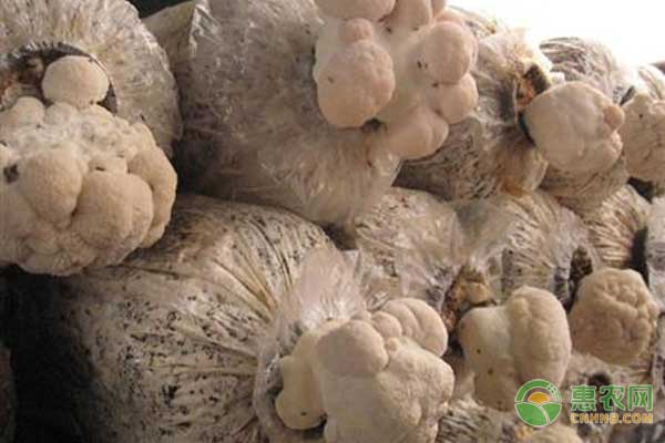 猴头菇怎么种？猴头菇高产栽培管理技术-图片版权归惠农网所有