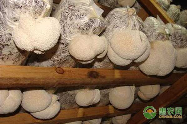 猴头菇怎么种？猴头菇高产栽培管理技术-图片版权归惠农网所有
