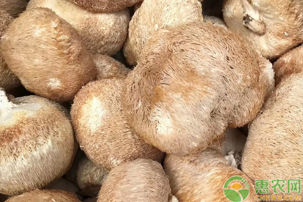 猴头菇优质栽培技术模式-图片版权归惠农网所有