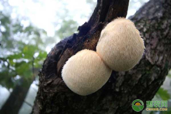 猴头菇怎么种才高产？猴头菇速生高产栽培技术-图片版权归惠农网所有