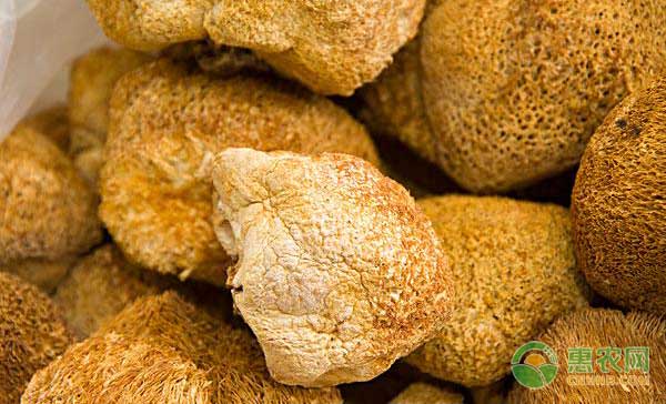 猴头菇怎么种才高产？猴头菇速生高产栽培技术-图片版权归惠农网所有