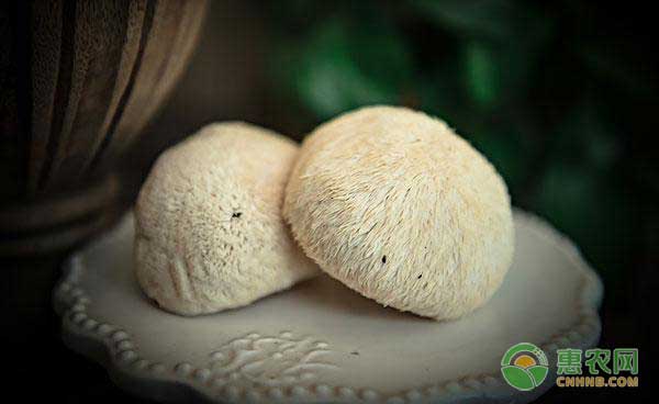 猴头菇怎么种才高产？猴头菇速生高产栽培技术-图片版权归惠农网所有