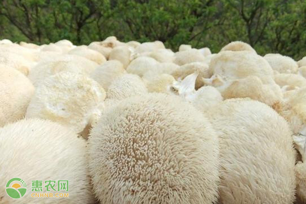 猴头菇室内栽培有哪些注意事项？-图片版权归惠农网所有