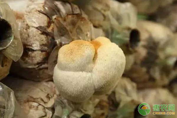 猴头菇室内栽培有哪些注意事项？-图片版权归惠农网所有