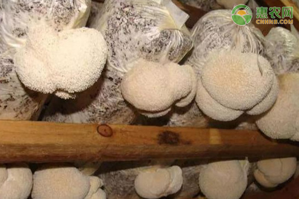 猴头菇室内栽培有哪些注意事项？-图片版权归惠农网所有