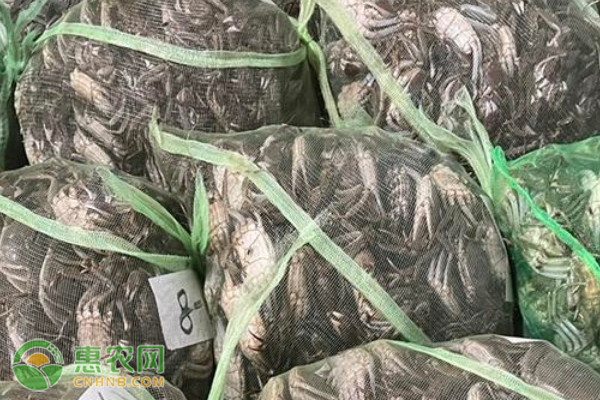 大闸蟹养殖技术与方法-图片版权归惠农网所有