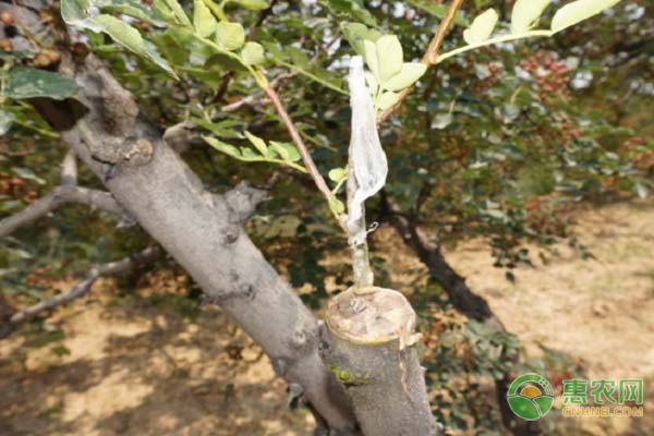 花椒嫁接用什么砧木？花椒具体要怎样嫁接？-图片版权归惠农网所有
