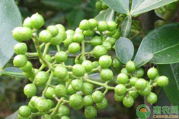 花椒种植技术大全-图片版权归惠农网所有