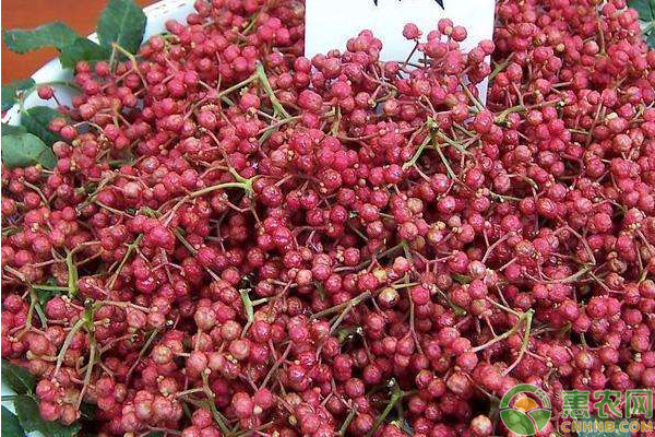 花椒种植技术大全-图片版权归惠农网所有