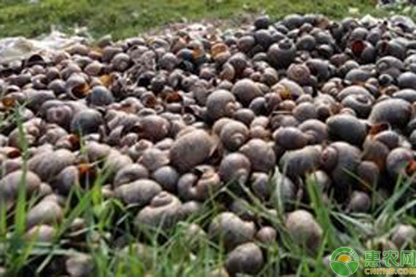 福寿螺防治的5个实用方法-图片版权归惠农网所有