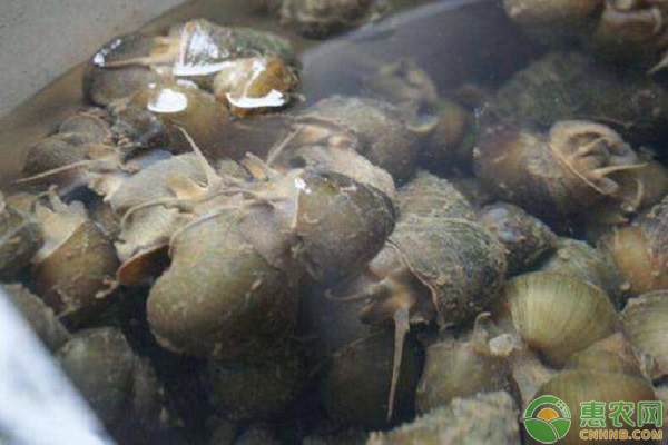 福寿螺防治的5个实用方法-图片版权归惠农网所有