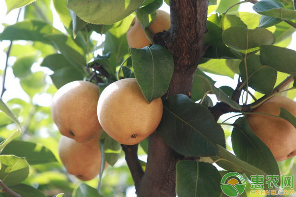 马家柚怎么种植？马家柚高效栽培技术-图片版权归惠农网所有