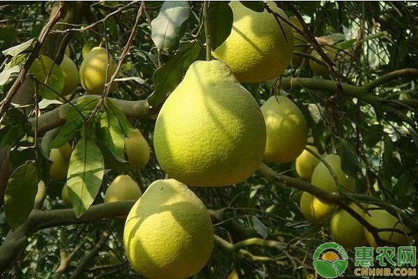 马家柚怎么种植？马家柚高效栽培技术-图片版权归惠农网所有