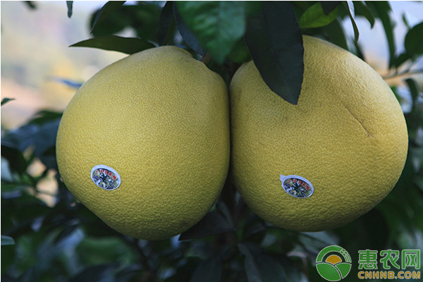 马家柚怎么种植？马家柚高效栽培技术-图片版权归惠农网所有