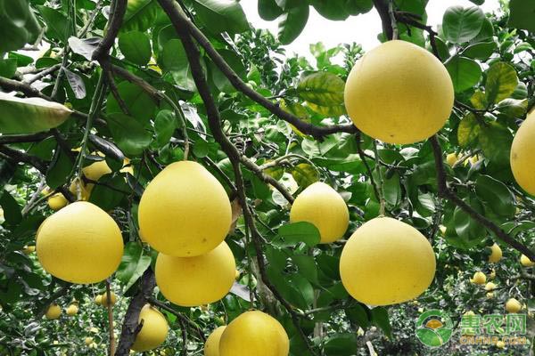 橘柚的高效栽培技术-图片版权归惠农网所有