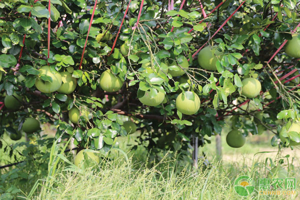 橘柚的高效栽培技术-图片版权归惠农网所有