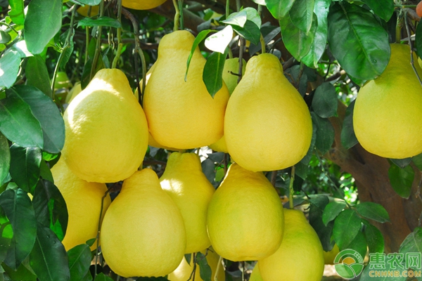 柚子种植技术：从苗期管理教您如何种出好吃的柚子-图片版权归惠农网所有