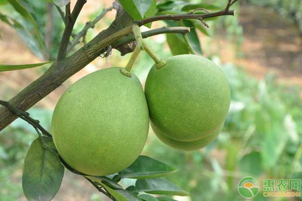 柚子种植技术：从苗期管理教您如何种出好吃的柚子-图片版权归惠农网所有