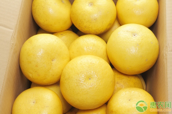 柚子种植技术：从苗期管理教您如何种出好吃的柚子-图片版权归惠农网所有