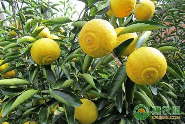 春香橘柚如何育苗?春香橘柚高效育苗技术 春香橘柚如何育苗?春香橘柚高效育苗技术-图片版权归惠农网所有