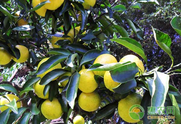 春香橘柚如何育苗?春香橘柚高效育苗技术 春香橘柚如何育苗?春香橘柚高效育苗技术-图片版权归惠农网所有