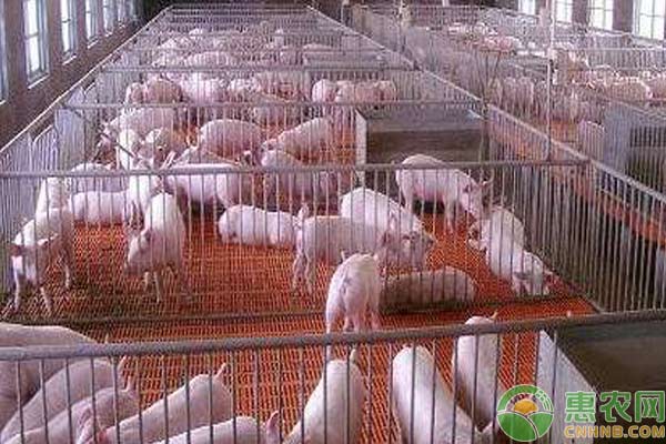 养猪技术:论温度与湿度对养猪的影响 养猪技术:论温度与湿度对养猪的影响-图片版权归惠农网所有