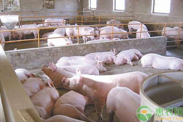 养猪技术:论温度与湿度对养猪的影响 养猪技术:论温度与湿度对养猪的影响-图片版权归惠农网所有