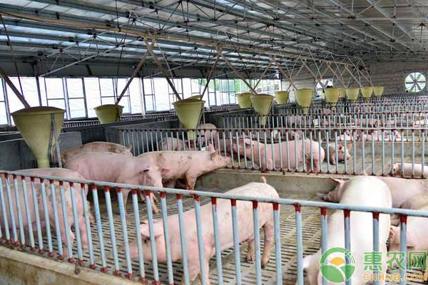 养猪技术:论温度与湿度对养猪的影响 养猪技术:论温度与湿度对养猪的影响-图片版权归惠农网所有