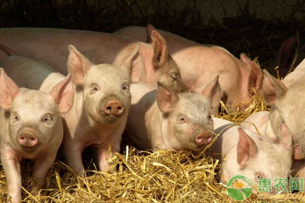 猪伪狂犬病的预防措施-图片版权归惠农网所有