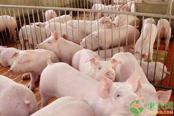 猪伪狂犬病的预防措施-图片版权归惠农网所有