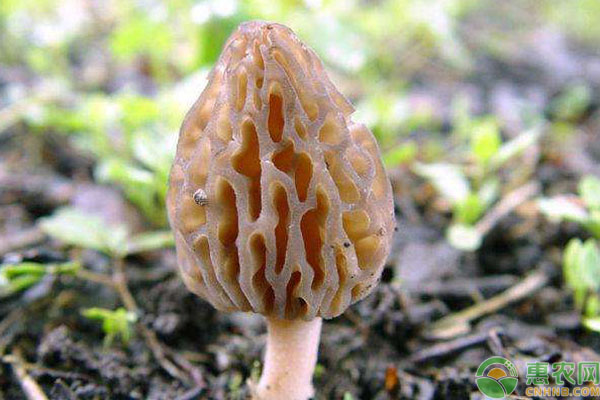 羊肚菌 羊肚菌人工栽培高产管理技术-图片版权归惠农网所有