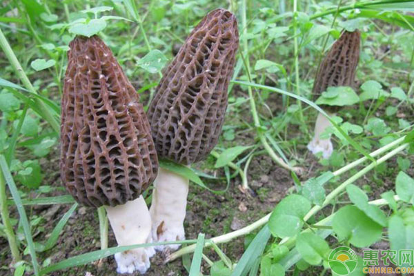 羊肚菌人工种植 羊肚菌人工栽培高产管理技术-图片版权归惠农网所有