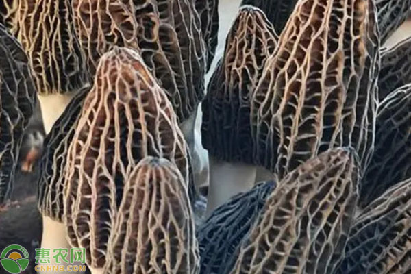 怎样高产栽培羊肚菌?-图片版权归惠农网所有
