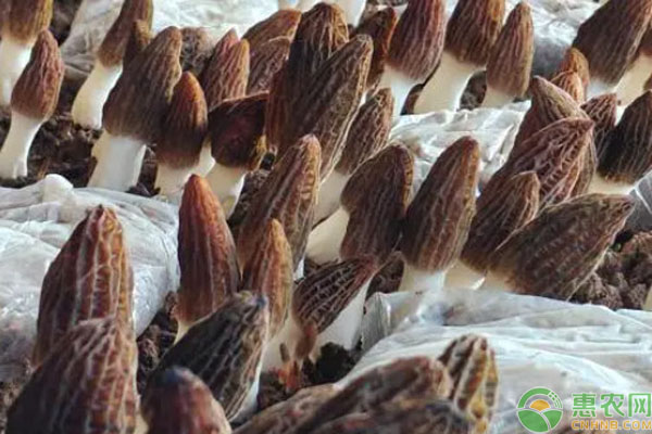 怎样高产栽培羊肚菌?-图片版权归惠农网所有