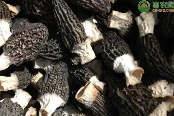 怎样高产栽培羊肚菌?-图片版权归惠农网所有