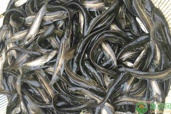 大口鲶鱼苗吃什么？怎么饲养管理？-图片版权归惠农网所有