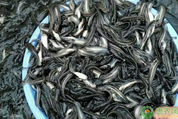 大口鲶鱼苗吃什么？怎么饲养管理？-图片版权归惠农网所有