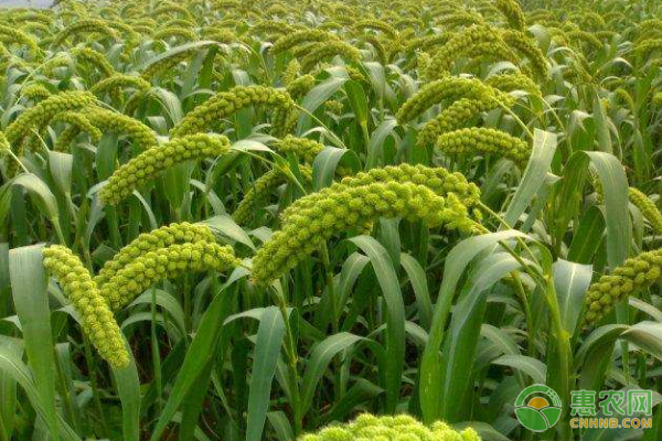 夏谷子的农事栽培月历-图片版权归惠农网所有