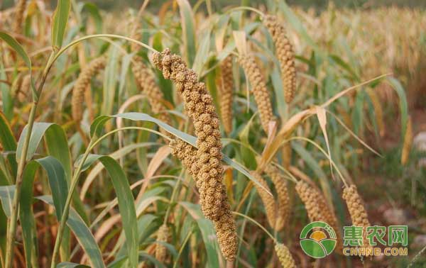 谷子种植方法主要都有哪些？-图片版权归惠农网所有